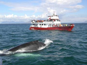 Whale Watching image