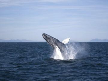 Whale Watching image