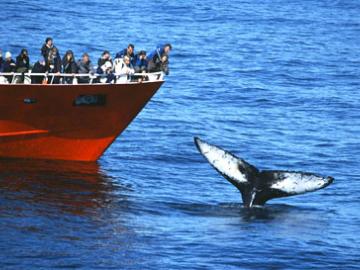 Whale Watching image