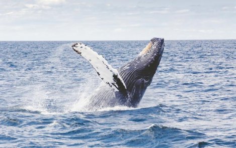 Whale of a Time