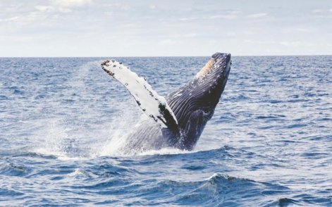 Whale of a Time