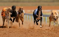 Greyhound Racing