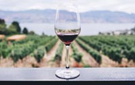 vineyard tour image