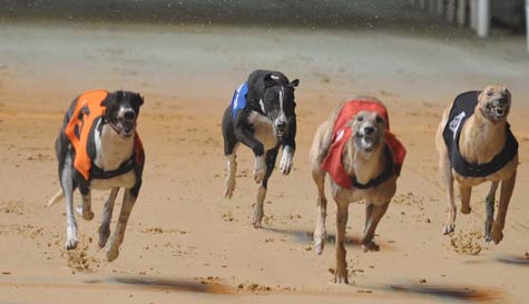 greyhound racing with chips & drink image