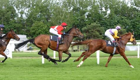 horse racing - grandstand & paddock image