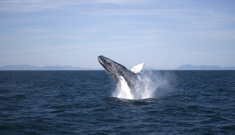whale watching image