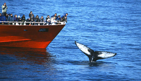 whale watching image