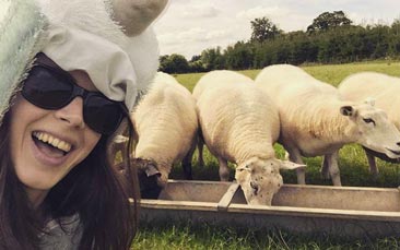 sheep herding image