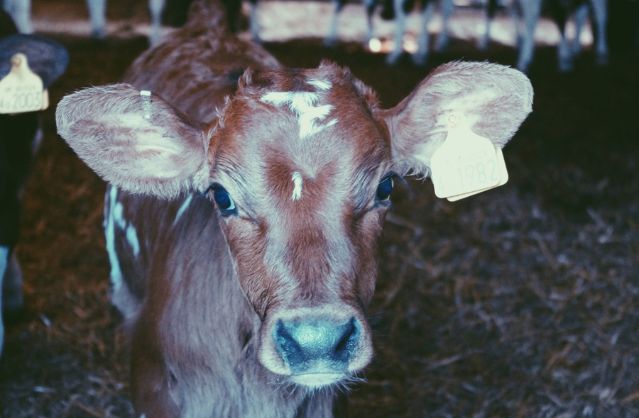 Country Retreat accommodation