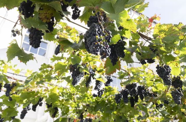 Cheltenham accommodation